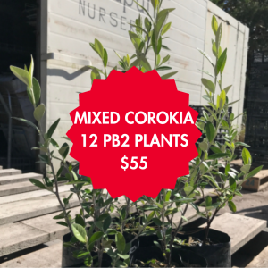 12 Corokia Trees Mixed